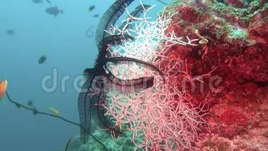 马尔代夫海底清澈海底背景下的海百合<strong>黑</strong>红色。